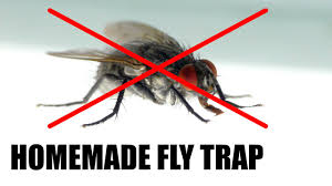 We did not find results for: Make A Homemade Fly Trap Youtube
