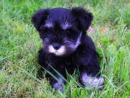 Our akc miniature schnauzer puppies have litters several times a year. Miniature Schnauzer Puppies For Sale Near You My Lovable Schnauzers