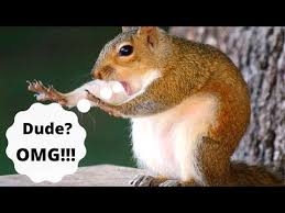 Try Not To Laugh Watching Funniest Animal Vines 2020 Compilation 2 Youtube In 2020 Animals Animal Photo Funny Animals Like this video for 3 years of good luck ❤️ (try not to laugh challenge you laugh you lose impossible challenge funny videos.