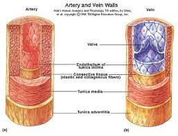 Pin On Ch 20 Blood Vessels And Circulation