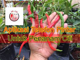 Penyakit tidak berjangkit yang disebabkan oleh cuaca, kurang zat makanan , kurang air atau tanah masam dan lain lain sebab. Aplikasi Mardi Doktor Cili Rujukan Penyakit Pokok Cili