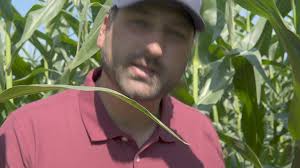 We scouted a corn field in...