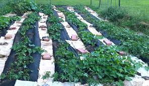 And the positives don't end. Grow Sweet Potatoes To Harvest Cure Hobby Farms