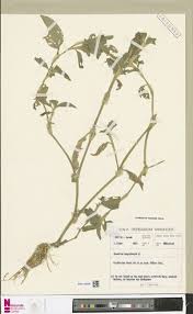 Image result for Thesium megalocarpum