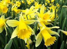 Narcissus Plant How To Grow Daffodils Jonquil Lent Lilies Daffodils Daffodil Bulbs Narcissus Plant