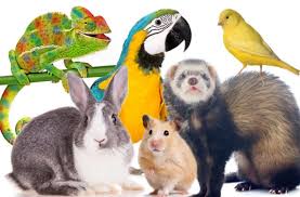 Maybe you would like to learn more about one of these? Best Exotic Pets In The World Exotic Animals Guide 2021
