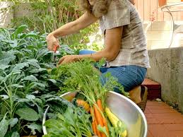 Whether you are new to gardening or a veteran, our vegetable gardening tip sheet will help you be successful from planting to harvest. Seed To Supper Program Popular During Covid 19 At Nmsu