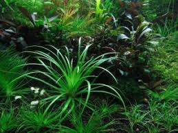 Image result for Eriocaulon inyangense