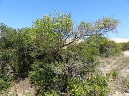 Image result for Catunaregam obovata