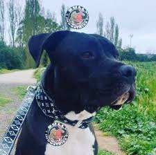 Xl bully puppies for sale nz. Bully Industries Nz Home Facebook