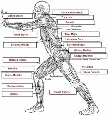 When you are taking anatomy and physiology you will be required to identify major muscles in the human body. Muscles Labeling Side Body