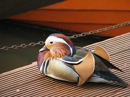 See more ideas about mandarin duck, beautiful birds, pet birds. Free Photo Mandarin Duck Animal Bird Duck Free Download Jooinn