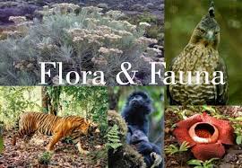 Hasil gambar untuk flora dan fauna