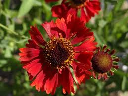 Gaillardia 'Burgunder' — Pépinière Beauregard