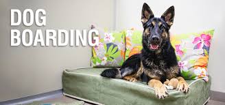 With us, your dog will enjoy a full day of play in our spacious play yards. Boston Dog Boarding And Pet Kennels Overnight Dog Accommodations
