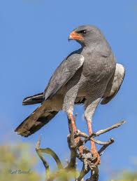 Small Birds Of Prey South Africa Naturesdoorways Birds Of Prey Raptors Bird Animals