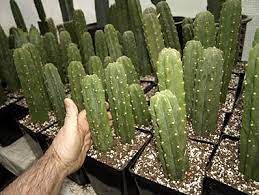 These cacti are commonly confused with san pedro due to their similar effects and appearance. Rooting San Pedro Cactus Growing Trichocereus Pachanoi Echinopsis Lageniformis Trichocereus Bridgesii Bolivian Torch Cactus