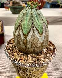 The purpose of this project is to answer that question. I Saw This On Display At Our Local Succulent And Cactus Society Plant Show And Sale Unreal Is A Good Word To Describe This Succulents