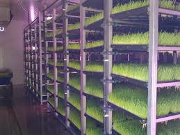 Taze Ot Sistemleri Agritom Hydroponics Fodder System Green