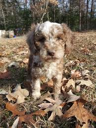 Mini goldendoodles are a low shedding hybrid of two popular breds. Litter Of Mini F1b Goldendoodles Sold Out Doodle Breeder