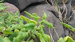 Image result for Tetragonia spicata