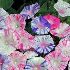 Morning Glory Carnevale Di Venezia Half Hardy Annual Seeds Thompson Morgan Morning Glory Flowers Morning Glory Vine Flower Seeds