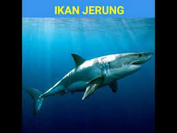 Spesies baru dapat ini dapat dibezakan dari tapak sulaiman yang lain. Mari Mengenal Haiwan Di Laut Youtube