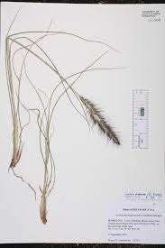 Image result for Cenchrus polystachios