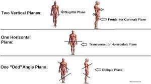 A sagittal plane divides the body into sinister and dexter (left and right) portions. Anatomical Body Planes And Sections Anatomy And Physiology