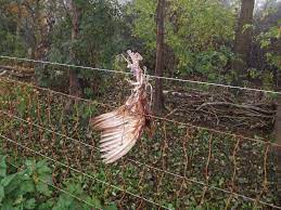 Here at electric fencing direct we understand how difficult it can be to find the correct fencing solution. Chicken Skeleton Left On Electric Fence Farm 6 Download Scientific Diagram