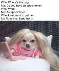 33 Fresh Doggo Memes To Lift You Up And Remind You That Tomorrow Is Friday Funny Animal Memes Funny Dog Memes Funny Animal Photos