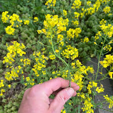 Image result for Brassica rapa