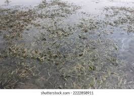 Image result for Thalassia hemprichii