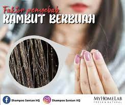 Free online translation from french, russian, spanish, german, italian and a number of other languages into english and back, dictionary with transcription, pronunciation, and examples of usage. Faktor Penyebab Rambut Berbuah Shampoo Santan Hq Facebook