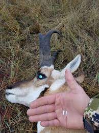 Bhl's diy antelope hunt areas offer private land with opportunity for quality animals. Diy Wyoming Antelope Hunt Family Friends Good Times And Great Memories Outdoorhub
