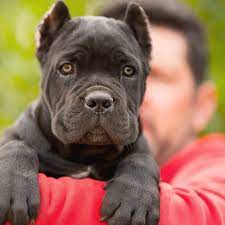 No Words Offspring The Legend X Man Canecorso Xman Nothing More Amazing Than Cane Corso Corso Dog Cane Corso Cane Corso Puppies