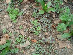 Maybe you would like to learn more about one of these? This Is What Bee Balm Looks Like In Spring Purple Edged Leaves Native Plant Gardening Plants Native Plants
