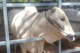 50 ekar padang ragut lembu dan ayam untuk dijual segamat johor / new offer rumah rehat vvip dan kebun 5 ekar untuk dijual jalan pagoh muar @ yyrmgroup salam semua. Daging Sapi Diduga Terjangkit Antraks Dijual Di Pasar Trenggalek Halaman All Kompas Com