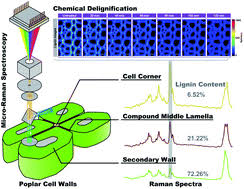 The cell wall comprises elements like. Visualising Lignin Quantitatively In Plant Cell Walls By Micro Raman Spectroscopy Rsc Advances Rsc Publishing