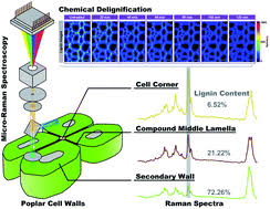 The cell wall must also retain some flexibility, such that when subjected to developmental, biotic, or abiotic stimuli it can. Visualising Lignin Quantitatively In Plant Cell Walls By Micro Raman Spectroscopy Rsc Advances Rsc Publishing