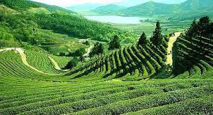 Check spelling or type a new query. Inilah 6 Kebun Teh Di Bandung Paling Terkenal Dan Eksotis