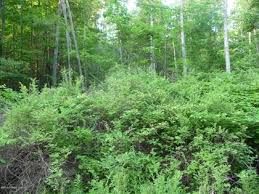 Harveys lake houses for sale. Harveys Lake Pa Real Estate Homes For Sale Point2