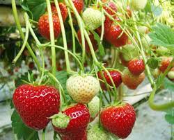 Kelembaban udara 80% hingga 90%. Cara Agar Tanaman Strawberry Berbuah Besar Kampustani Com