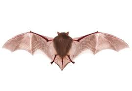 How To Get Rid Of Bats Getting Rid Of Bats Getting Rid Of Rats Bob Vila
