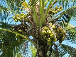 Published on the world wide web by the law firm of chan robles and this web page contains relevant information from the philippine coconut authority (pca), department of agriculture (da). Coconut Production Guide