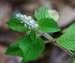 Image result for Platostoma strictum