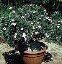 Image result for Adenium swazicum
