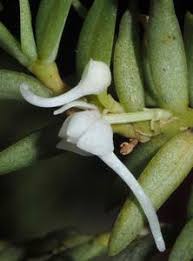 Image result for Schizochilus sulphureus