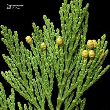 Image result for Cupressaceae
