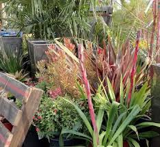 Image result for Beschorneria sp. (Biegel 5357)